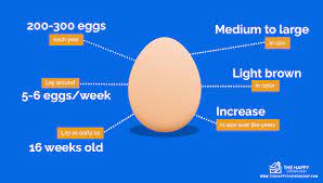 According to it, rhode island reds lay medium brown eggs, so it sounds to me like they're not rirs, or at least not purebred, but someone on here will know better than me. Rhode Island Red What To Know Before Buying One