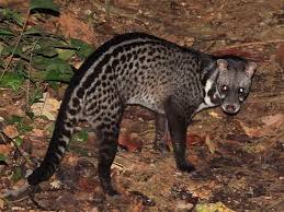 Hasil gambar untuk musang liar