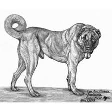 Domain Name For Sale Dan Com Kangal Dog Animal Drawings Sketches