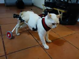 Kedi Dostumuz Benji 3d Yazici Ile Basilmis Tekerlekli Sandalye Sayesinde Tekrar Kosabiliyor 3dortgen Blog