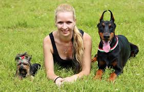 Free Images : location, yorkie, vertebrate, dog breed, doberman ...
