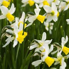 Narcissus Jack Snipe Cyclamineus Daffodil Bulbs In 2020 Daffodil Bulbs Daffodils Spring Plants