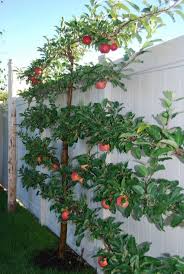 Spalierobst Im Garten Anbauen An Fassaden Und Mauern Spalierobst Im Garten Anbauen An Fassaden Und Mauern Feige Image Garten Selbstversorger Garten Pflanzen
