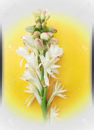 1800flowers.com has been visited by 100k+ users in the past month A Beautiful Flowers Bouquet Of The Tuberose Tuberoses Are Very Stock Photo Picture And Royalty Free Image Image 90378381