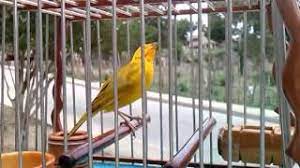 Usa estos breves cuentos para mejorar tu familia: Descargar Mp3 Canto De Canario Criollo Gratis Mp3bueno Site