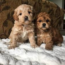 Also, the resulted cavachon puppies will be healthy because the used specimens are perfectly healthy who will not transmit. All You Need To Know About The Adorable Cavachon Animalso