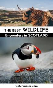 The Best Places To See Wildlife In Scotland Watch Me See Animals Wild Places To See Scotland