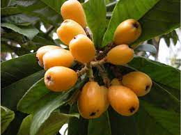 Redhaven peach (221) starting at $58.99 easy to grow! Don T Overlook This Ornamental Tree With Edible Fruit Dont Edible Fruit Ornamental Overlook Tree Japanese Plum Japanese Plum Tree Loquat Tree