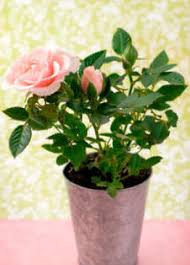 Indoor rose (the plant's homeland also provides for specific diseases) requires proper care in order to avoid. Miniature Rose Houseplants Advice On Roses As House Plants