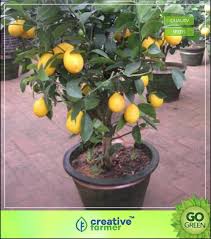 Natural height is quite variable, may be pruned to stay small or permitted to grow up to 25' or more. Bonsai Fruit Tree Price In India Bonsai Tree