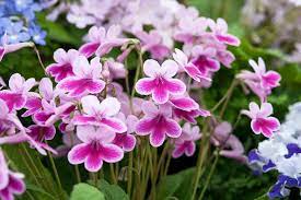 Small flowering indoor plants uk. The Best Flowering House Plants To Grow Bbc Gardeners World Magazine