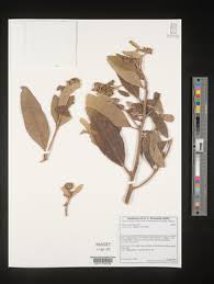 Image result for Vernonia longipedunculata