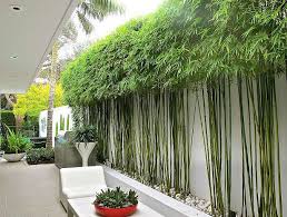 Landscaping how to taming invasive bamboo hgtv. 10 Bamboo Landscaping Ideas Garden Lovers Club Modern Garden Landscaping Backyard Garden Design Bamboo Landscape