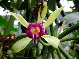 Image result for Vanilla imperialis