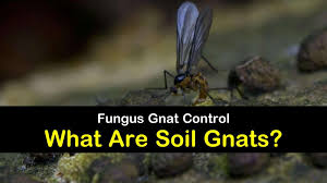 Check spelling or type a new query. 6 Clever Ways To Eliminate Gnats In The Soil
