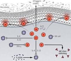 Maybe you would like to learn more about one of these? Natural Killer Cells Get Under Your Skin Science Translational Medicine