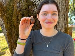 Willamette is wild for acorns! Growing Oaks, a C.A.F.E.S. funded grant  project at Willamette, has teamed up with LIVE with a goal to collect  30,000 acorns to plant 11,000 saplings. "Why 11,000
