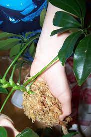 Pin On Get The Umbrella Tree Growing