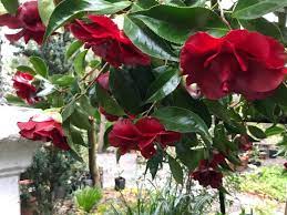 We did not find results for: Photo 67580 Camellia Japonica Black Magic Plant Lust