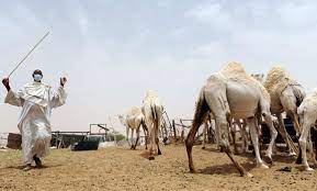 Once it is in the bladder, usually you shouldn't experience any pain. Camel Slaughter During Haj Banned Arab News