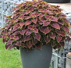 Image result for Coleus zombensis