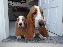 Lovely Pair Basset Hound Puppy Hound Dog Bassett Hound