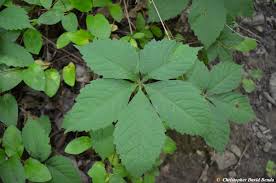 Image result for Parthenocissus quinquefolia
