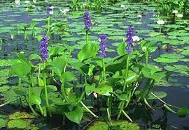 Image result for Monochoria africana