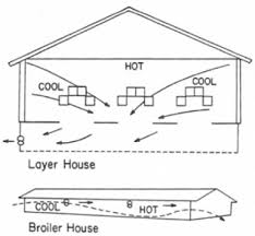 The client wanted an elegant and efficient design along with a sense of uniqueness to every space. Key Factors For Poultry House Ventilation The Poultry Site