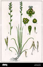 Image result for Juncaginaceae