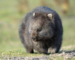 Image result for Common wombat