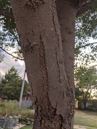 We did not find results for: Tree Bark Issues