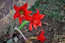 Image result for Hippeastrum puniceum