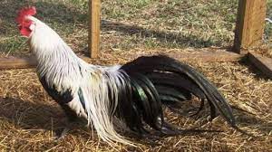 Maybe you would like to learn more about one of these? Top Ten 10 Top 10 Weirdest Chicken Breeds