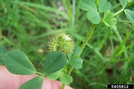 Image result for Medicago polymorpha