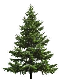 40+ vectors, stock photos & psd files. Christmas Tree Png Christmas Tree Transparent Background Freeiconspng