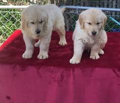 Maybe you would like to learn more about one of these? Golden Retriever Rehoming Center Home Facebook