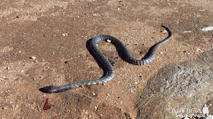 A venomous pet zebra cobra. Zebra Spitting Cobra Aka Zebra Snake Africahunting Com