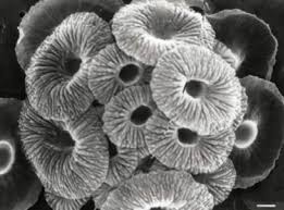 Image result for Blotiella crenata