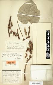 Image result for Antherotoma tenuis