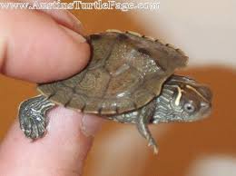 Can You Tell Me What Kind Of Map This Is Turtle Identification Turtle Forum