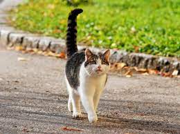 Danke schon mal im voraus. Rollige Katze Erkennen Auf Diese Anzeichen Sollten Sie Achten