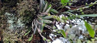 Image result for Bolusiella iridifolia