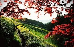 Masa along naik jungfrau tu byk x parents with babies not small babies but 1 2 yo. 10 Tempat Wisata Korea Selatan Ini Cocok Banget Buat Kamu Yang Suka Foto Foto