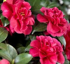 Pin On Camelias