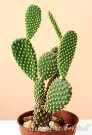 Guía práctica completa, enriquecida con miles de fotos de cactus para fomentar, reconocer, tratar, proteger, multiplicar cactus, suculentas y plantas crasas. Galeria Fotografica De Plantas Suculentas