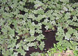 Image result for Salviniaceae