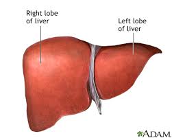 Diagrams of the division of the liver into segments and sections based on the couinaud classification. Liver Anatomy Medlineplus Medical Encyclopedia Image