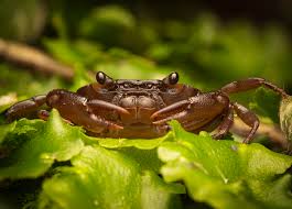Image result for Crabbea glandulosa
