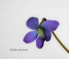 Check spelling or type a new query. A Homebody S Guide To Common Blue Violets Dengarden
